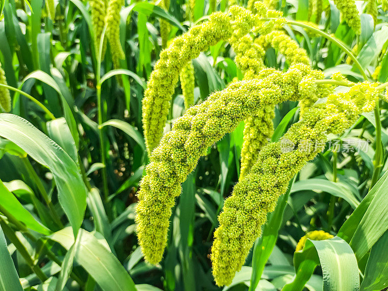 The thriving millet 繁盛するキビ